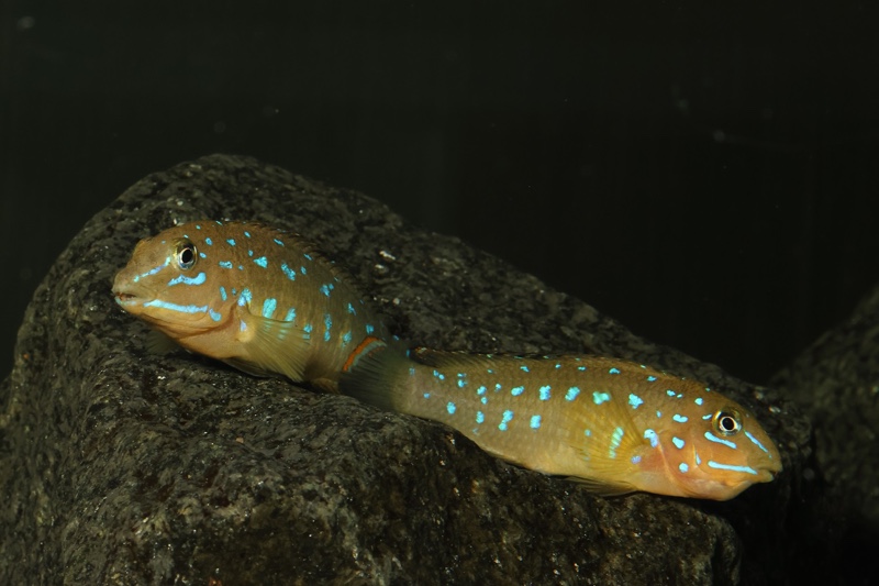 Tanganicodus sp. 'kavalla' Kibige Island